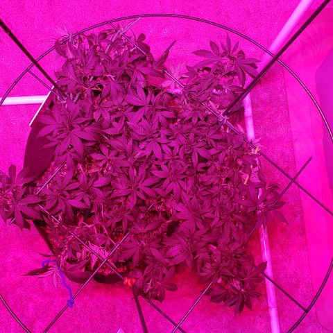 King Tut #5 (Fem)(momma) growlog timeline photo