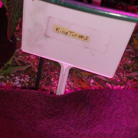 King Tut #5 (Fem)(momma) growlog timeline photo
