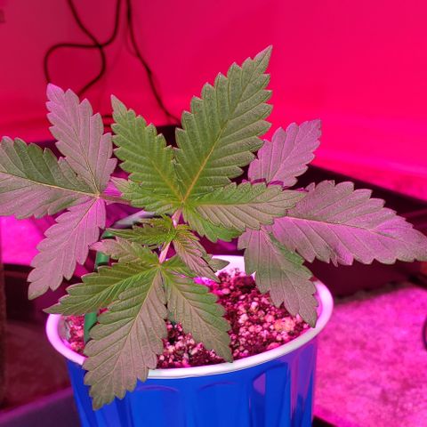 Smurf Punch F1 #4 (Female) growlog timeline photo