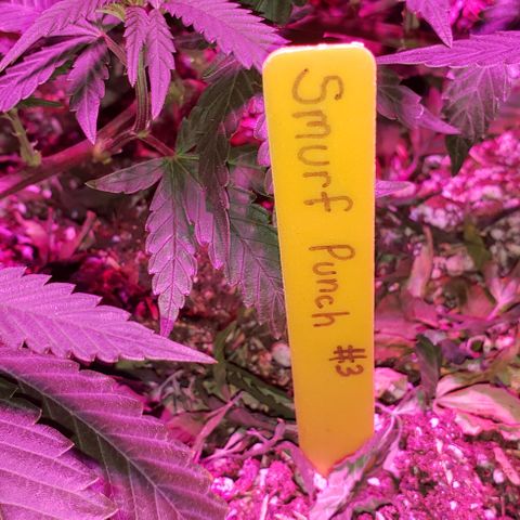 Smurf Punch #3 (Female)(Clone #3) growlog timeline photo