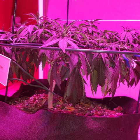 King Tut #5 (Fem)(momma) growlog timeline photo