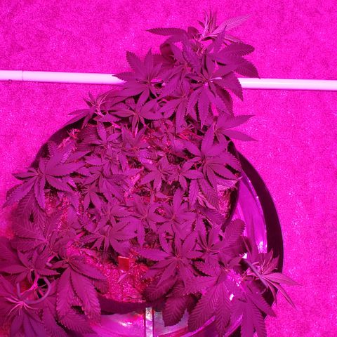 Smurf Punch #3 (Female)(Clone #3) growlog timeline photo