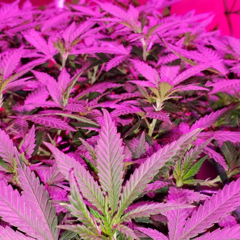 King Tut #5 (Fem)(momma) growlog timeline photo