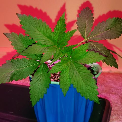 Smurf Punch F1 #4 (Female) growlog timeline photo