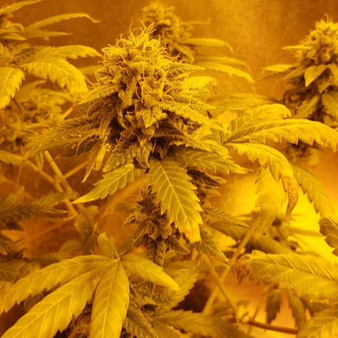 R.Q.S. Critical #1 (Fem) growlog timeline photo