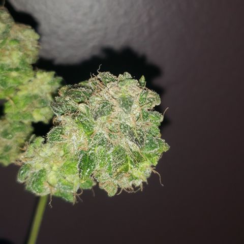 Red Diesel #1 (Fem) growlog photo: Cut down