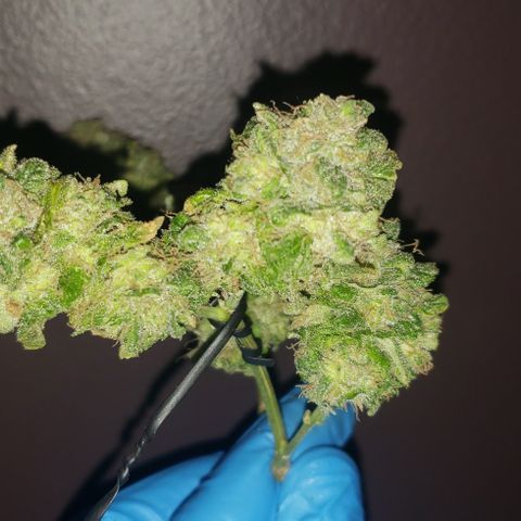 Red Diesel #1 (Fem) growlog photo: Cut down