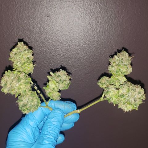 Red Diesel #1 (Fem) growlog photo: Cut down