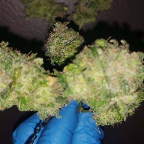 Red Diesel #1 (Fem) growlog photo: Cut down
