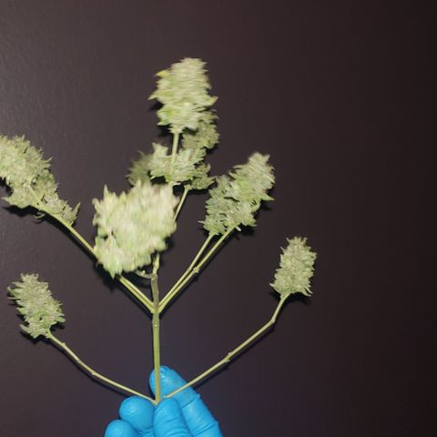 R.Q.S. Critical #1 (Fem) growlog timeline photo