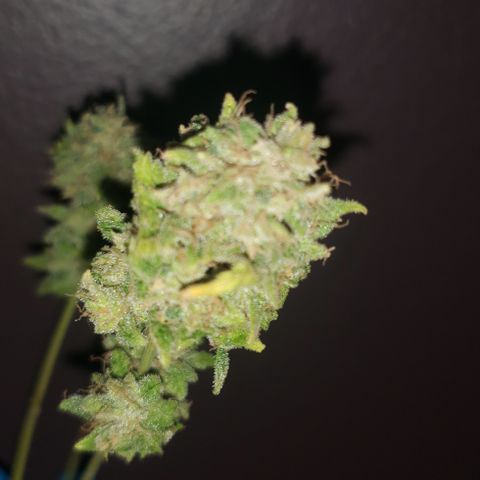 R.Q.S. Critical #1 (Fem) growlog timeline photo