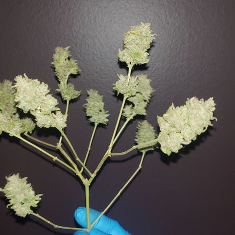 R.Q.S. Critical #1 (Fem) growlog timeline photo