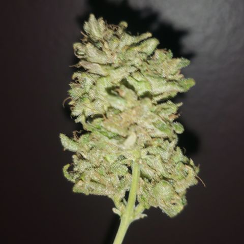 R.Q.S. Critical #1 (Fem) growlog timeline photo