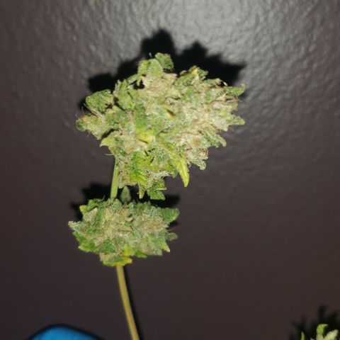 R.Q.S. Critical #1 (Fem) growlog timeline photo