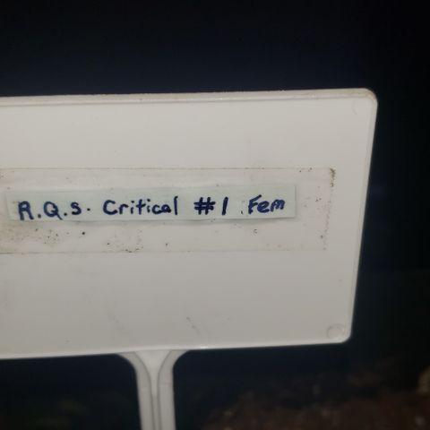 R.Q.S. Critical #1 (Fem) growlog timeline photo