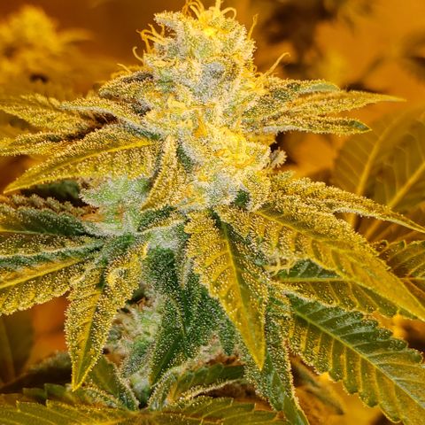 OG Kush #1 (Fem) growlog timeline photo