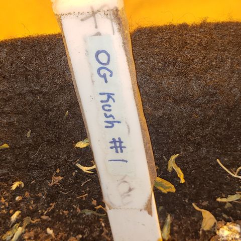 OG Kush #1 (Fem) growlog timeline photo