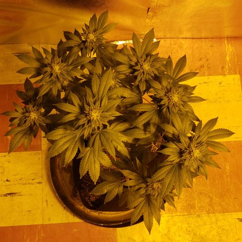 OG Kush #1 (Fem) growlog timeline photo