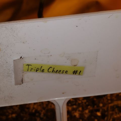 Triple Cheese #1(Fem) growlog timeline photo