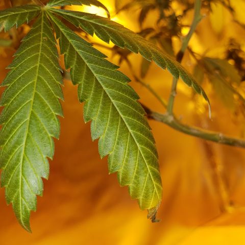 Triple Cheese #1(Fem) growlog timeline photo