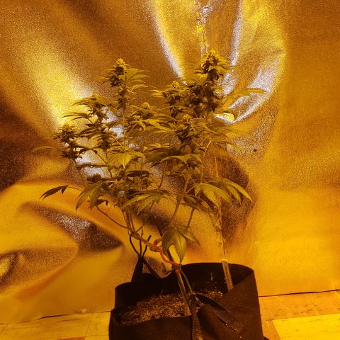 OG Kush #1 (Fem) growlog timeline photo