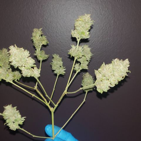 R.Q.S. Critical #1 (Fem) growlog timeline photo