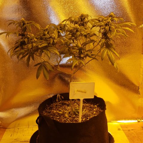 Triple Cheese #1(Fem) growlog timeline photo