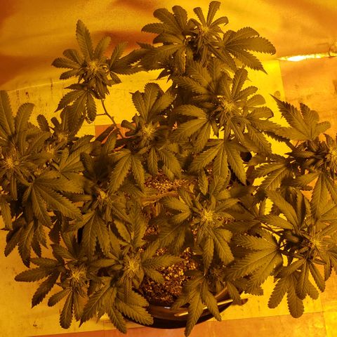 Triple Cheese #1(Fem) growlog timeline photo
