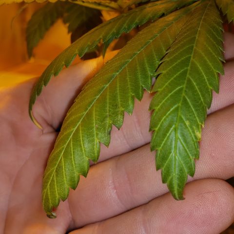 Triple Cheese #1(Fem) growlog timeline photo