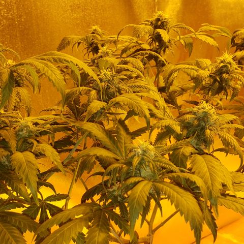 Triple Cheese #1(Fem) growlog timeline photo