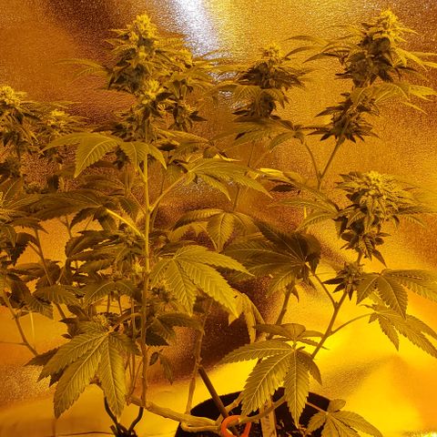 OG Kush #1 (Fem) growlog timeline photo