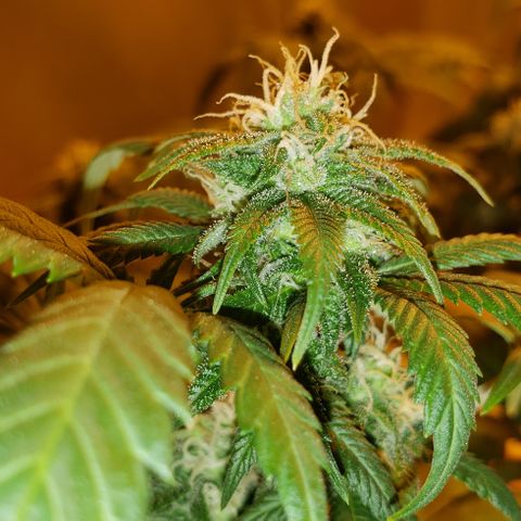 Triple Cheese #1(Fem) growlog timeline photo