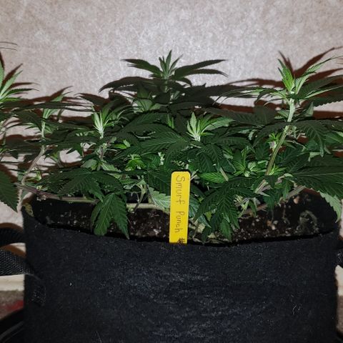 Smurf Punch #3 (Female)(Clone #3) growlog timeline photo