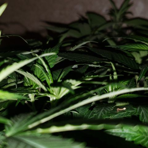 Smurf Punch #3 (Female)(Clone #3) growlog timeline photo