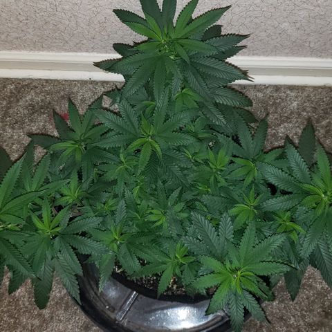 Smurf Punch #3 (Female)(Clone #3) growlog timeline photo