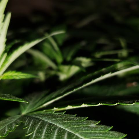 Smurf Punch #3 (Female)(Clone #3) growlog timeline photo