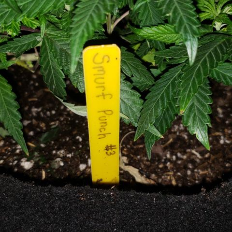 Smurf Punch #3 (Female)(Clone #3) growlog timeline photo