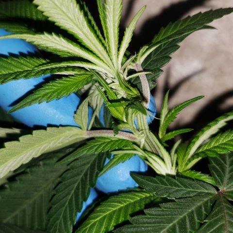 Smurf Punch #3 (Female)(Clone #3) growlog timeline photo