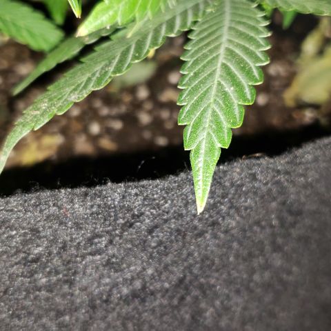 Smurf Punch #3 (Female)(Clone #3) growlog timeline photo