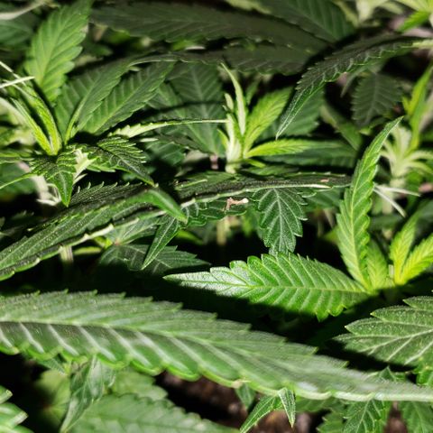Smurf Punch #3 (Female)(Clone #3) growlog timeline photo