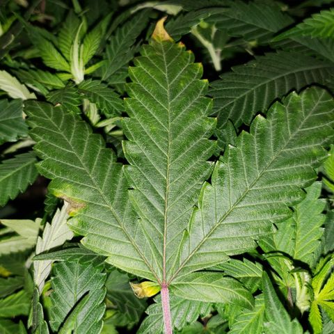 Smurf Punch #3 (Female)(Clone #3) growlog timeline photo