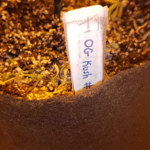 OG Kush #1 (Fem) growlog timeline photo