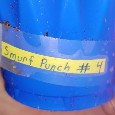 Smurf Punch F1 #4 (Female) growlog timeline photo