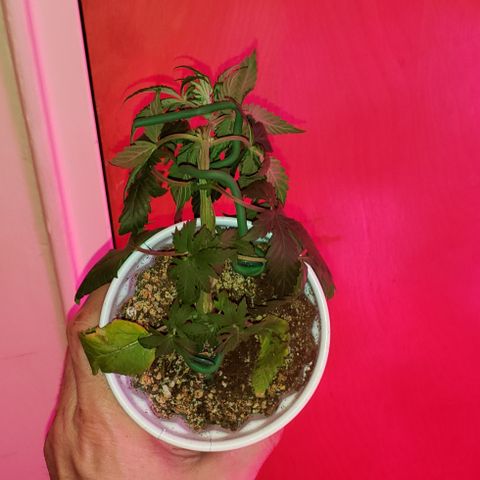 Smurf Punch F1 #4 (Female) growlog timeline photo