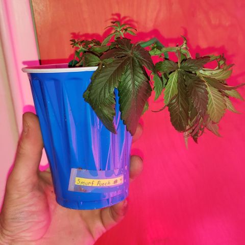 Smurf Punch F1 #4 (Female) growlog timeline photo