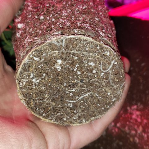 Smurf Punch F1 #4 (Female) growlog timeline photo