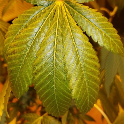 OG Kush #1 (Fem) growlog timeline photo