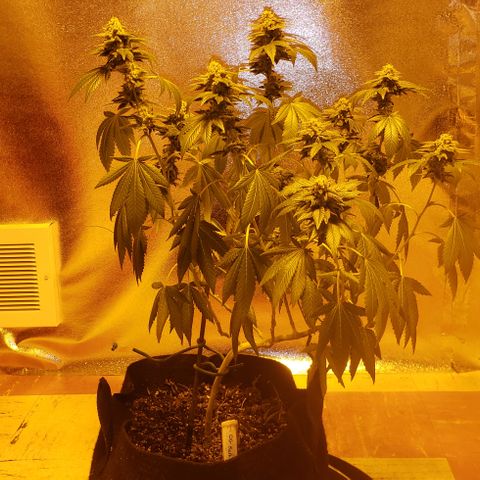 OG Kush #1 (Fem) growlog timeline photo