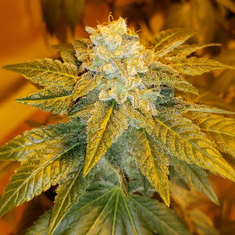 OG Kush #1 (Fem) growlog timeline photo