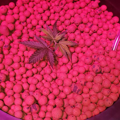 Tutankhamon #5-7 growlog photo